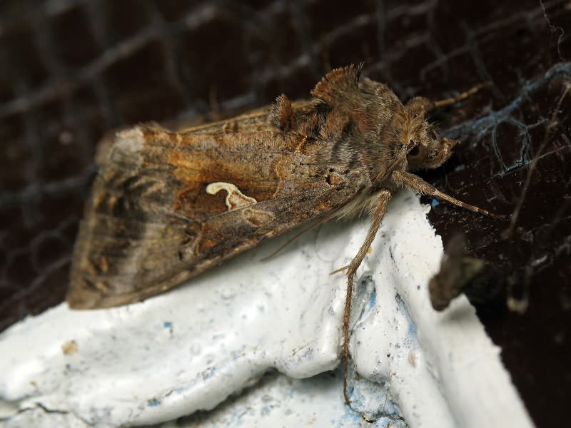 Autographa gamma (Linnaeus, 1758)